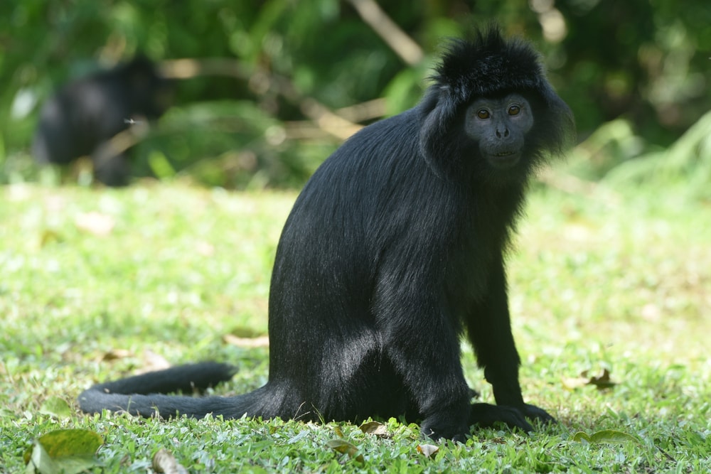 East javan langur sitting on a grass