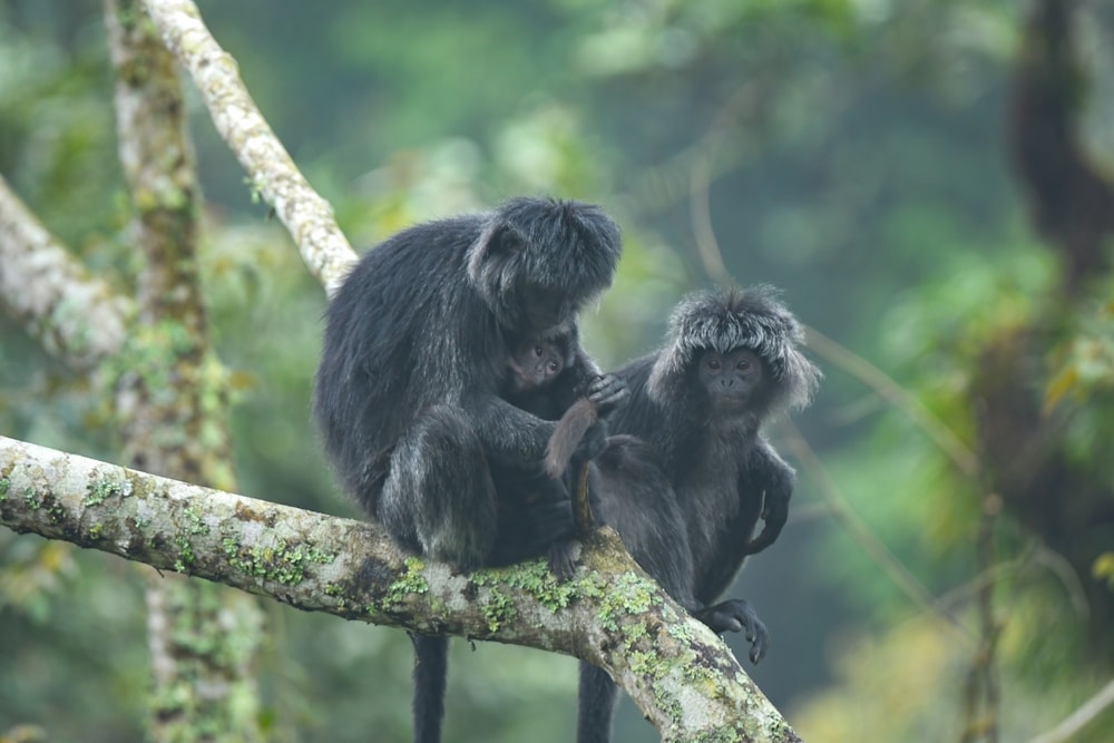 Two east javan langur sitting on a tree