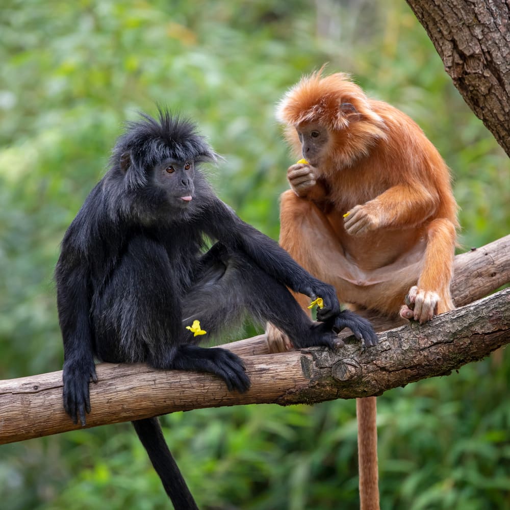 East javan langur eating on the tree