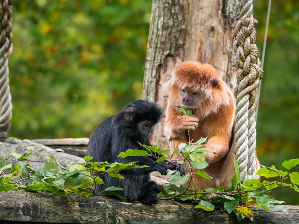 East javan langur eating leaf in the tree