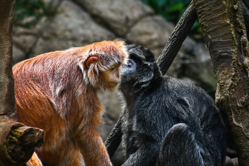 East javan langur kissing each other