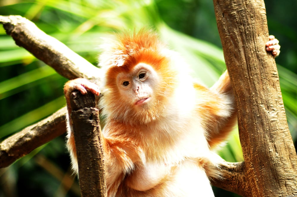 East javan langur holding on the trees