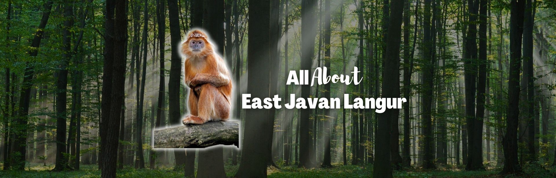 East javan langur featured image