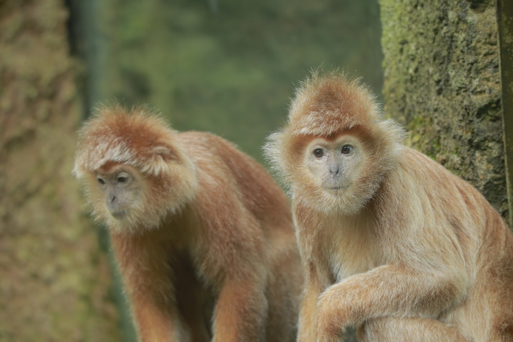 Two east javan langur sitting on each other