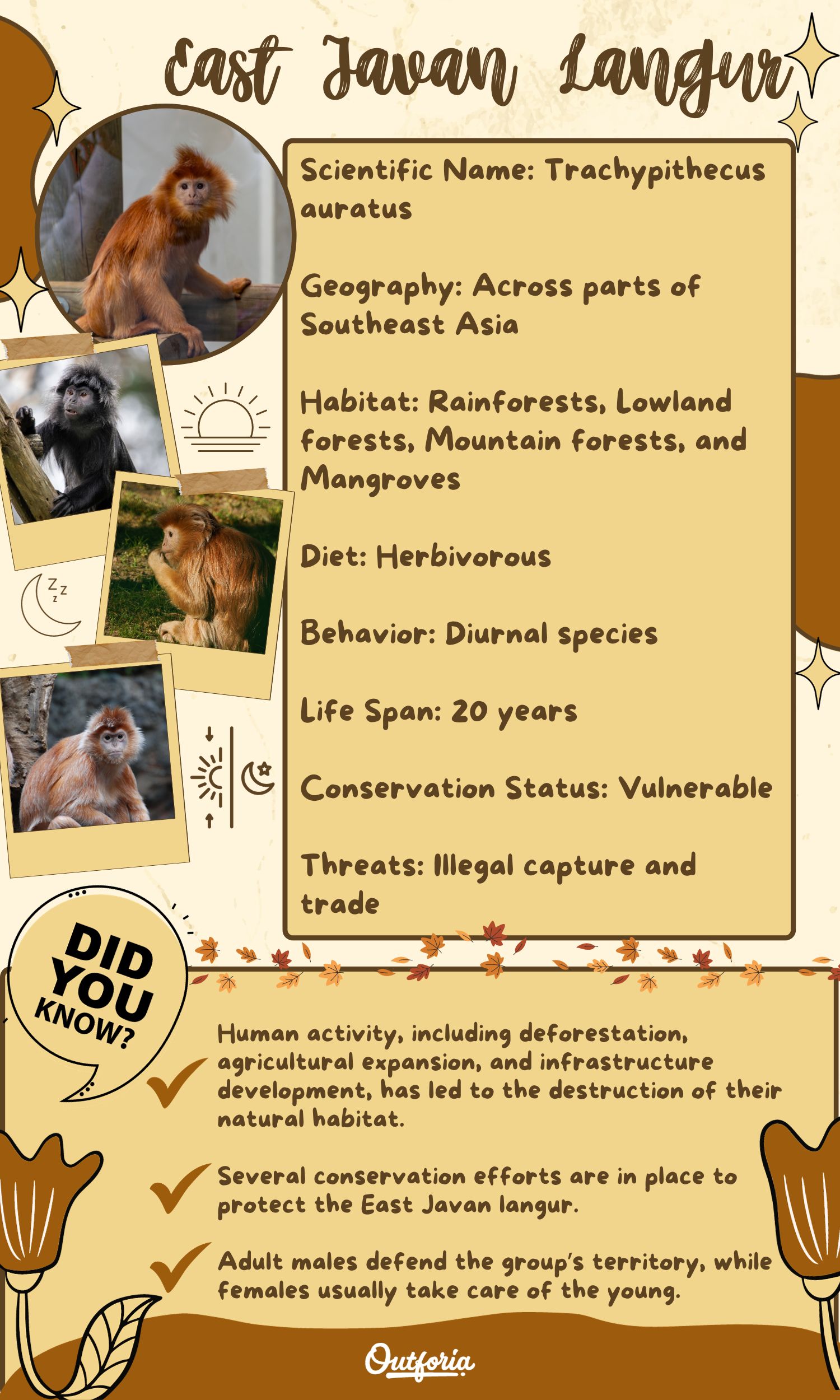 Chart of the East javan langur with pictures and facts