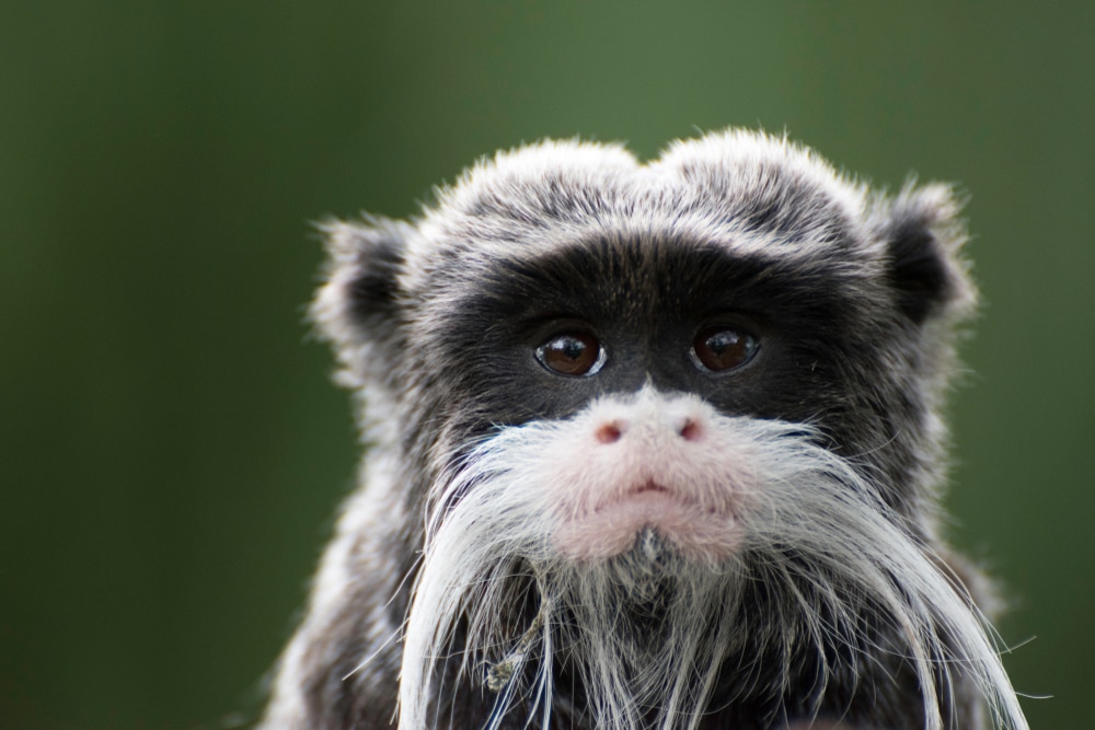 Emperor Tamarin looking sad at the camera