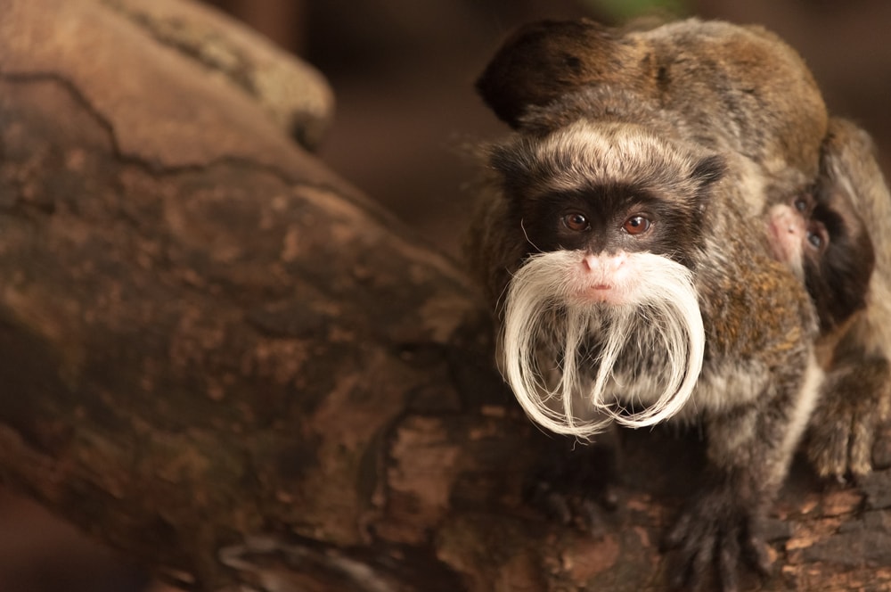 Emperor tamarin crawling towards the camera