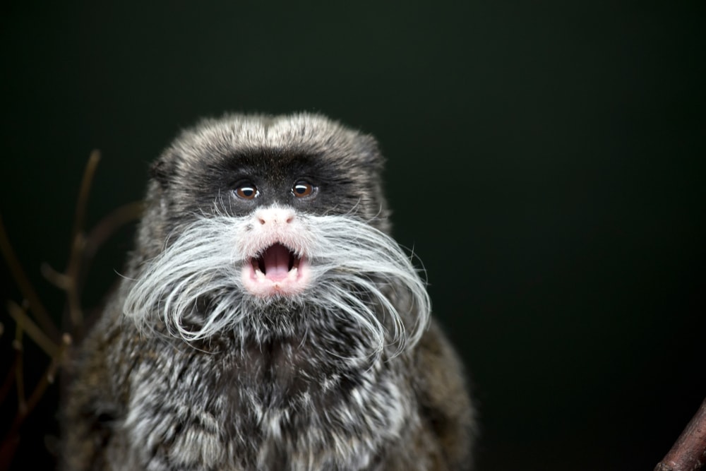 Emperor tamarin shouting at the camera