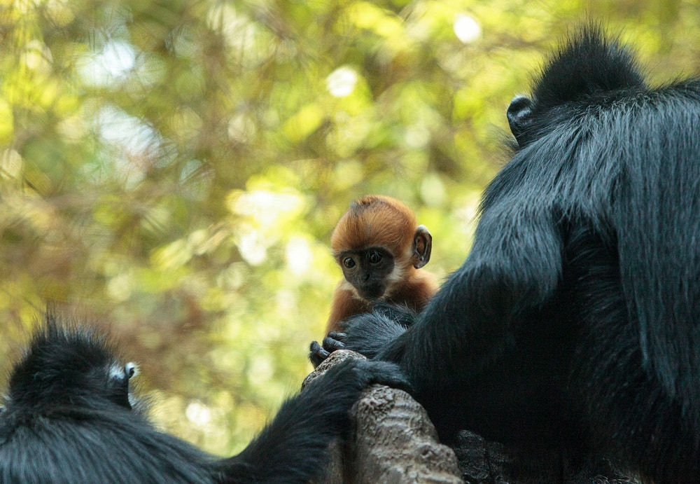 Family of a francois langur bonding on a wall