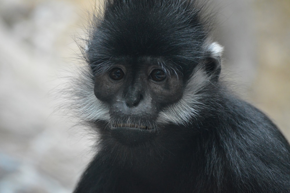 Close up photo of the francois langur