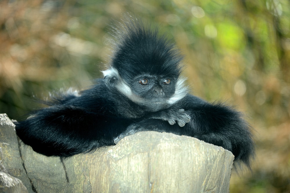 Francois langur sitting on a stone