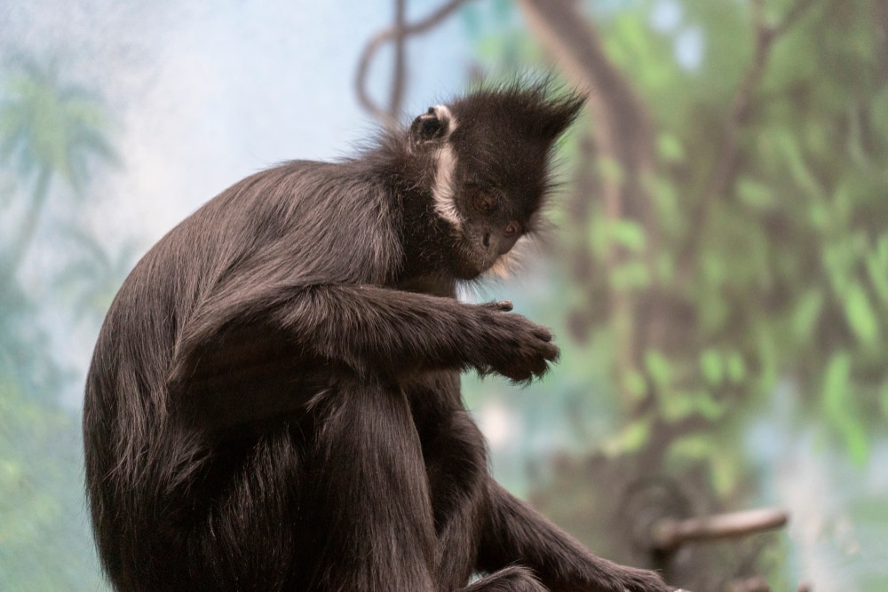 Francois langur sitting while checking what its holding
