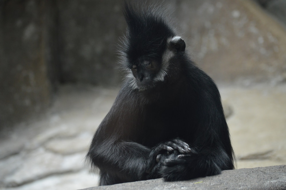Francois langur sleeping while sitting on the rocks