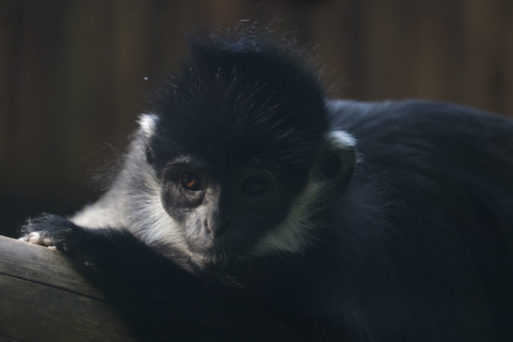 Francois langur holding on a wood
