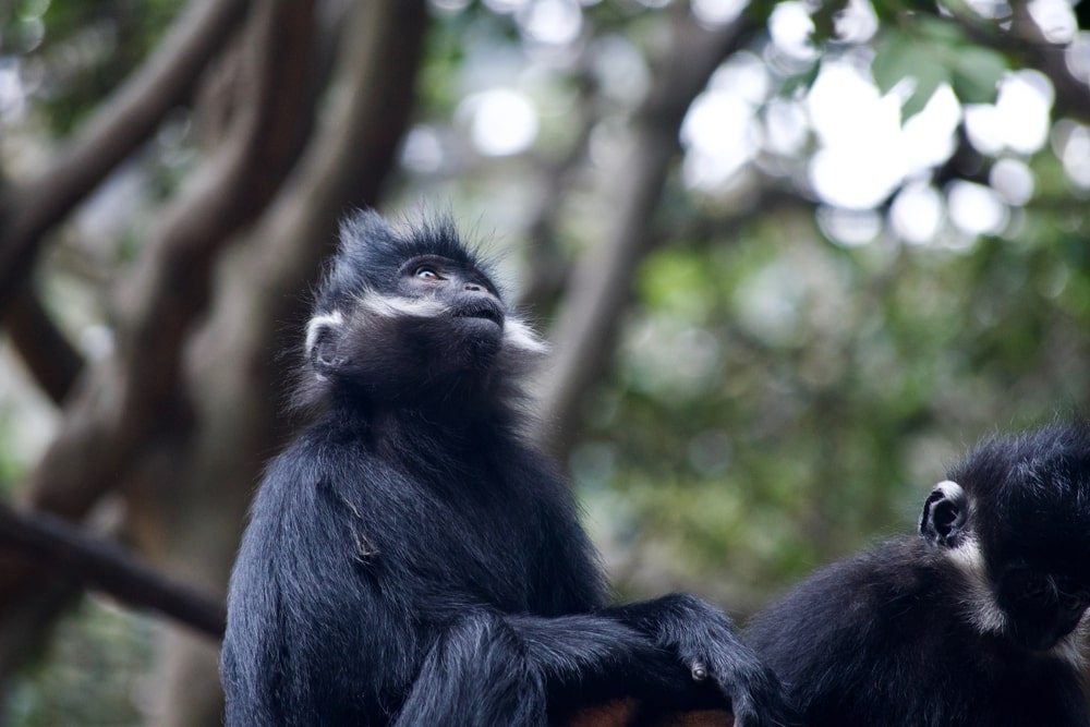 Francois langur looking up