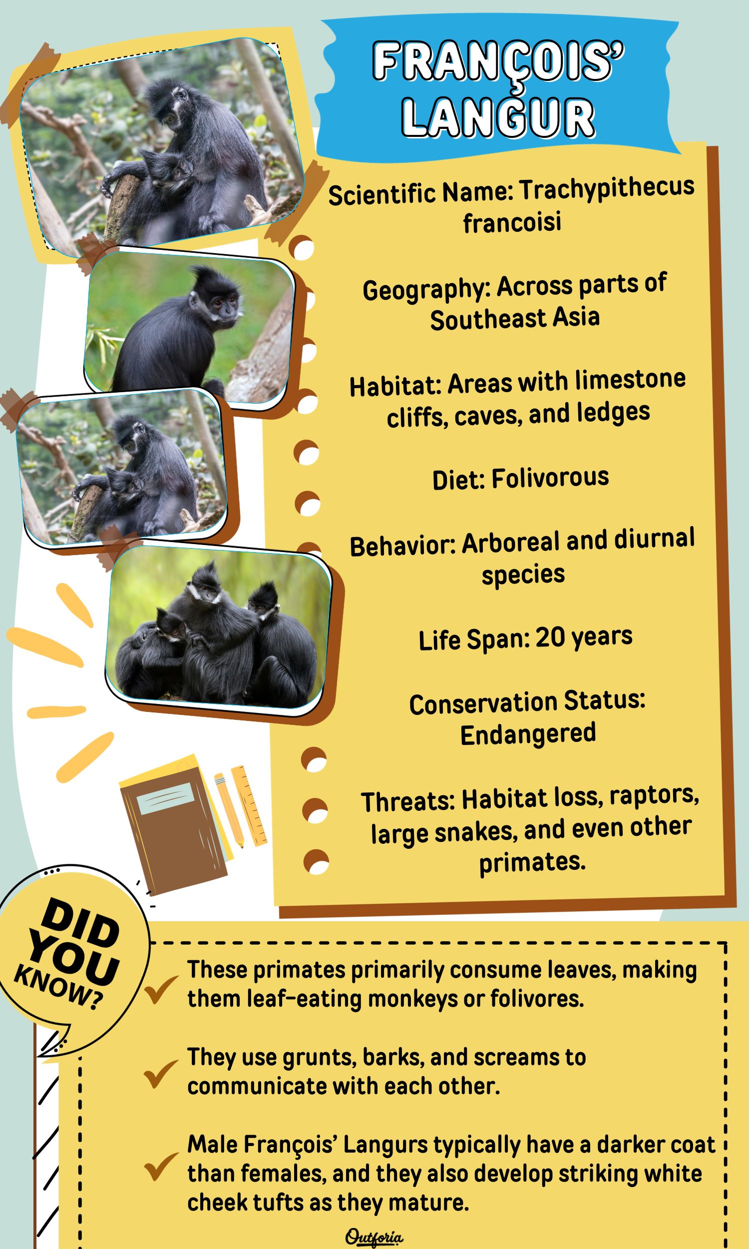 Chart of the François langur with pictures and facts