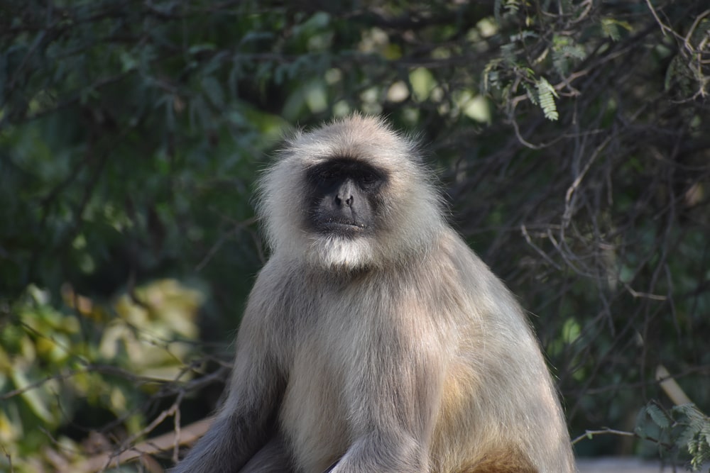 Northern Plains Gray Langur looking at the camera