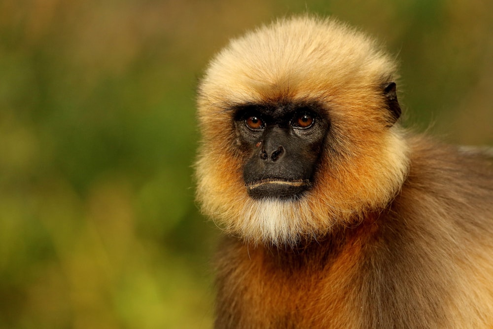 Close up headshot of the Northern Plains Gray Langur
