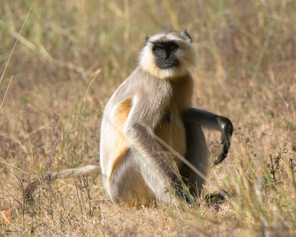 northern plains gray langur sitting on a dry field