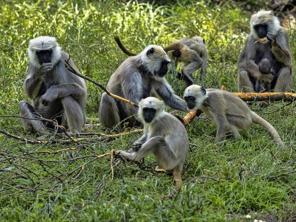 Family of northern plains gray langur playing on the forest