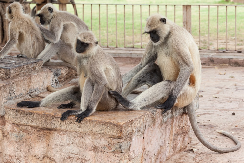 Northern Plains Gray Langur sitting on the stairs