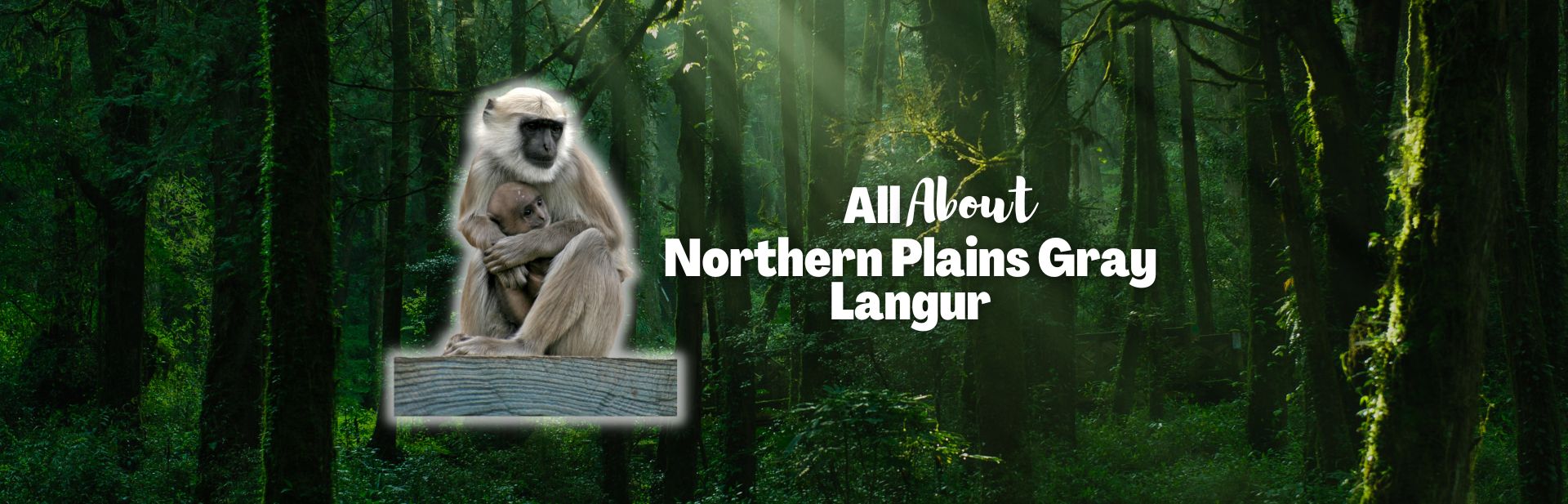 northern plains gray langur featured image