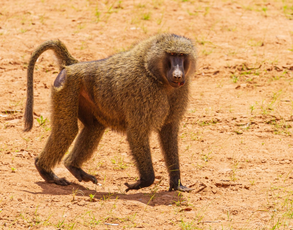 Olive baboon walking on the field without grass