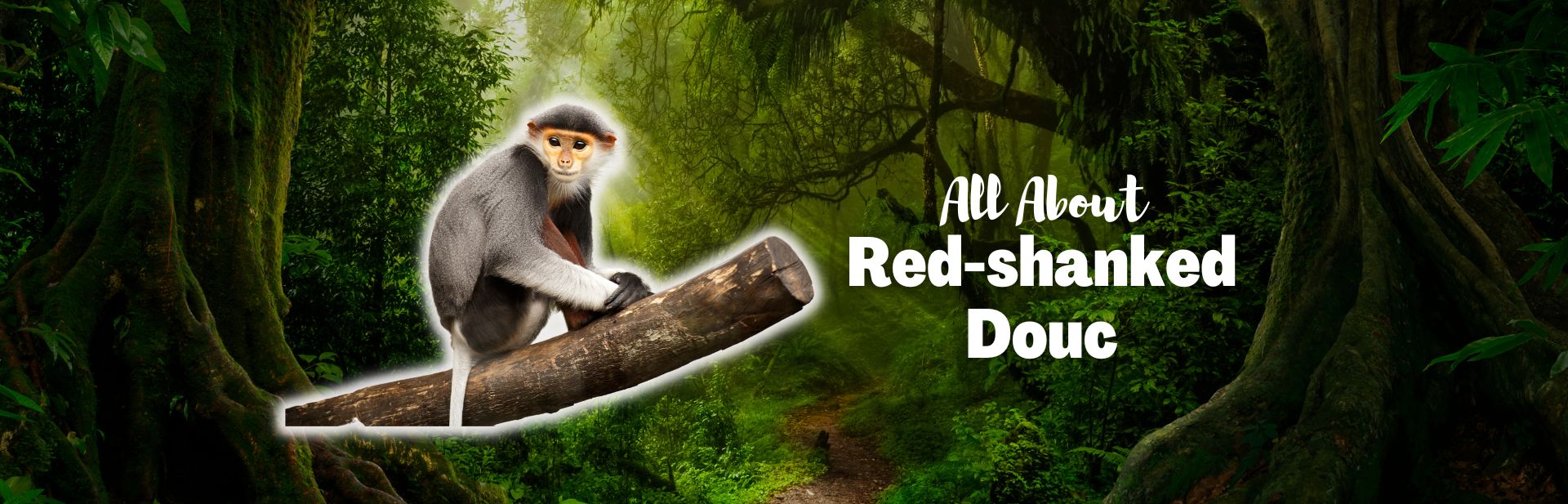 red-shanked douc featured image