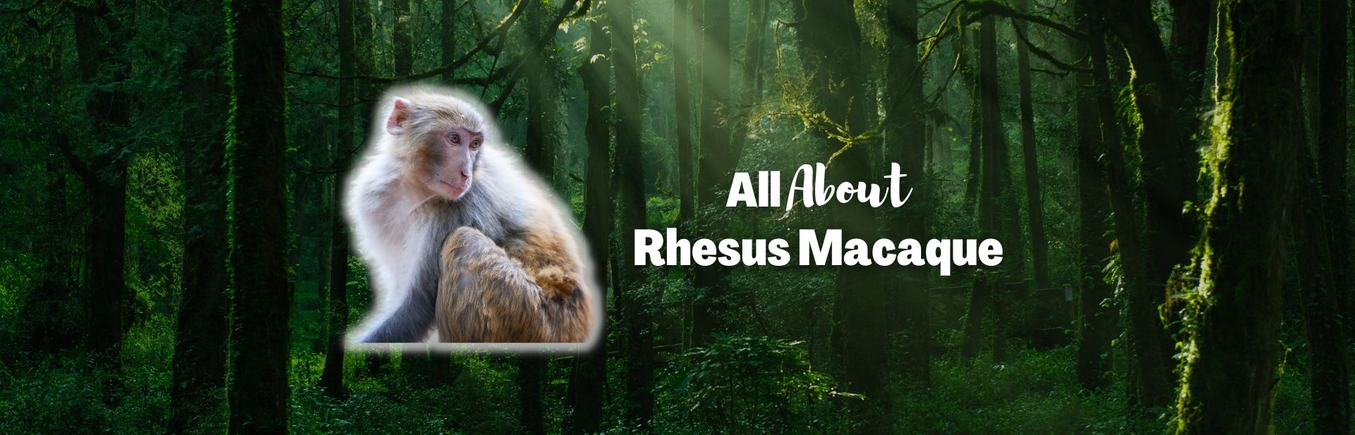 Rhesus macaque featured image