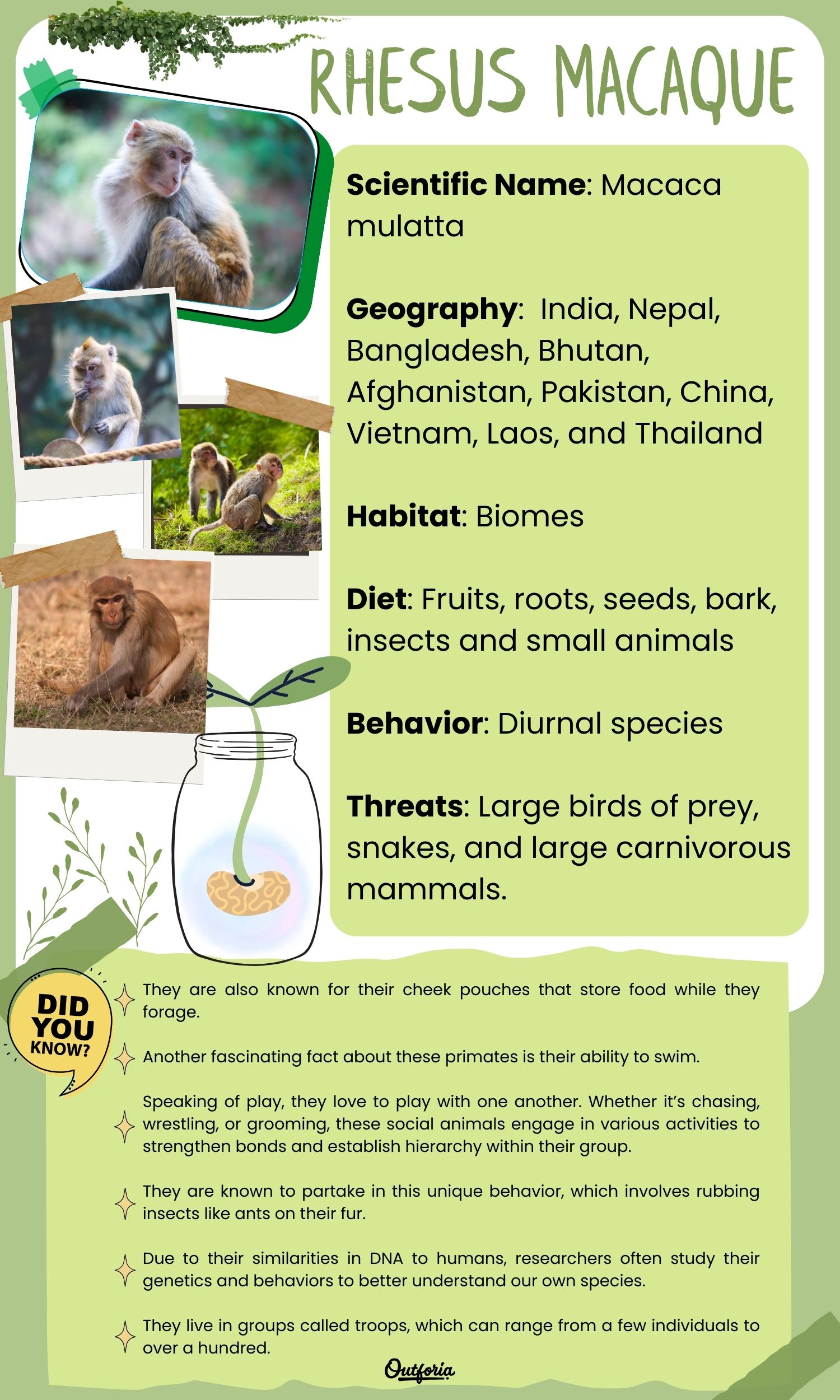 Chart of the Rhesus macaque complete with pictures and facts