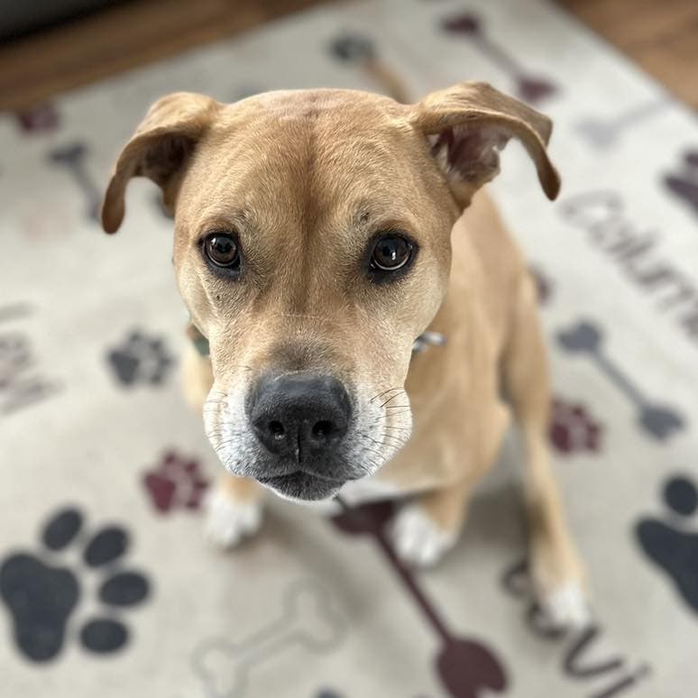 Columbo looking at the camera affectionately