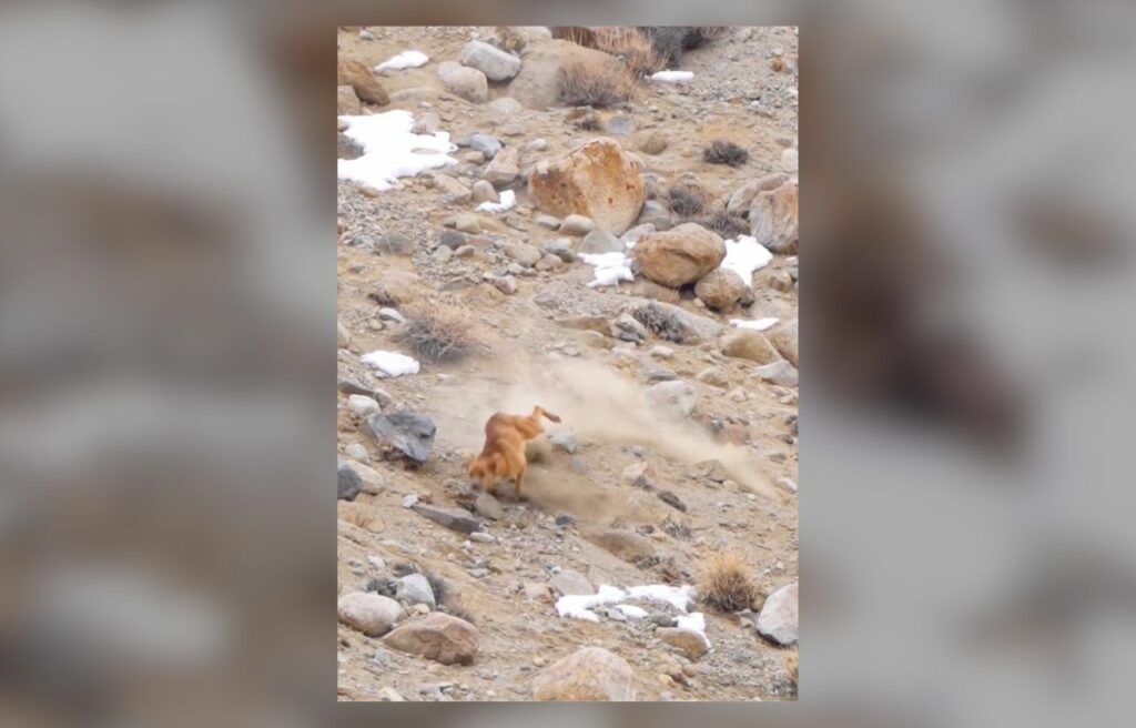 the naive dog making a run for his life