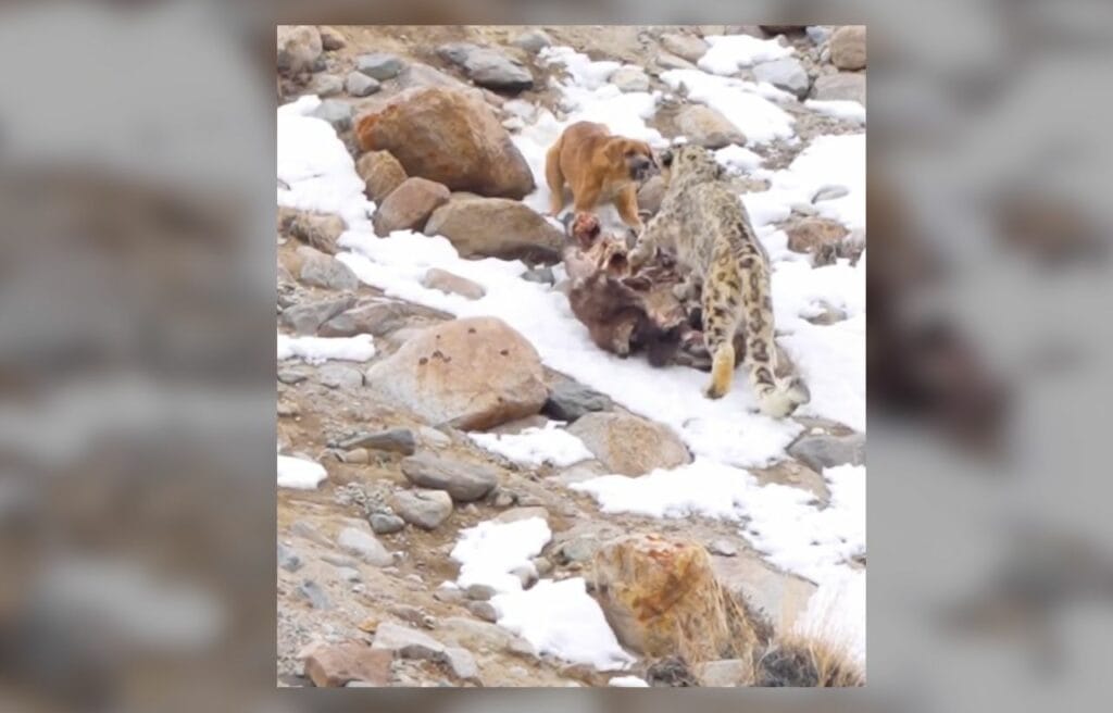A native dog barking at a snow leopard