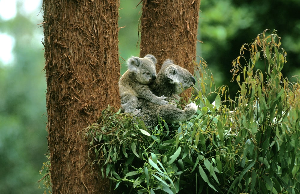 an adult koala carrying a baby on its back