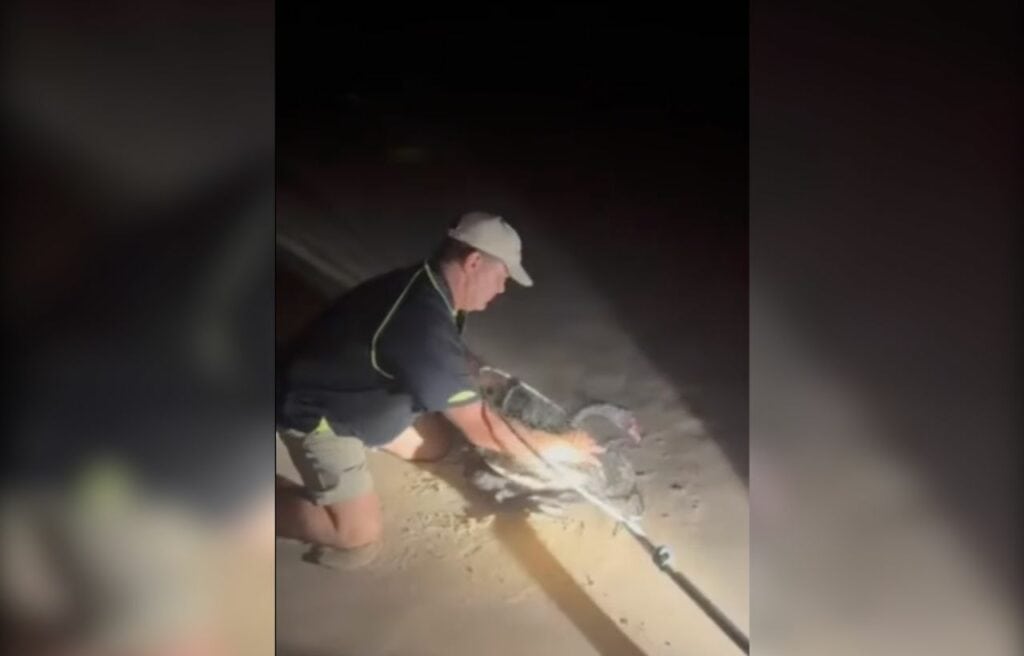 Local trying to catch a black swan in the middle of the night