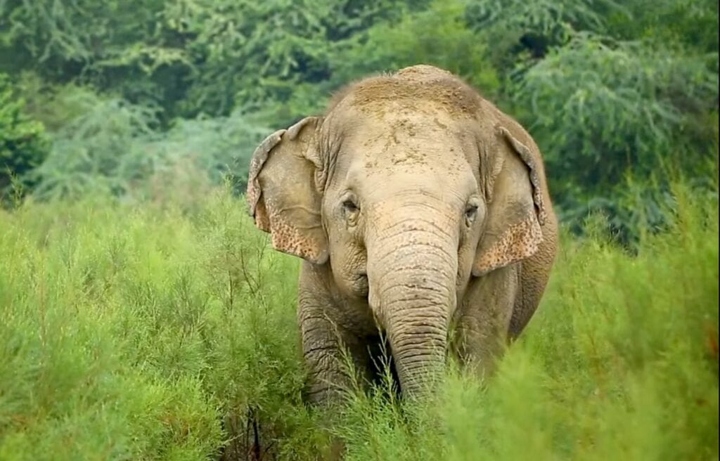 Laxmi wandering on the field