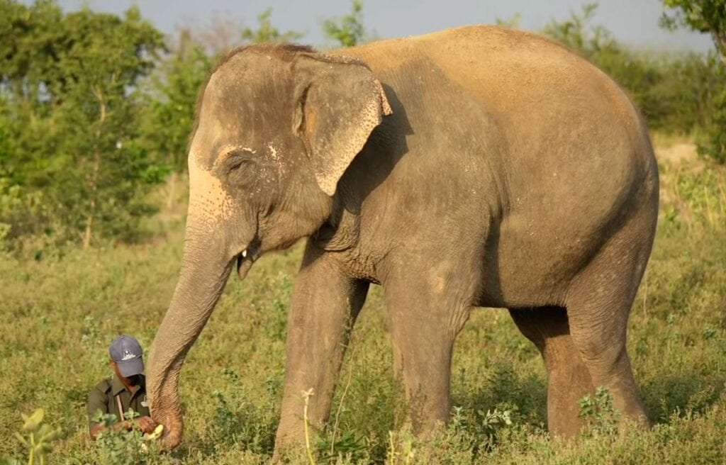 The caretaker feeding Pari