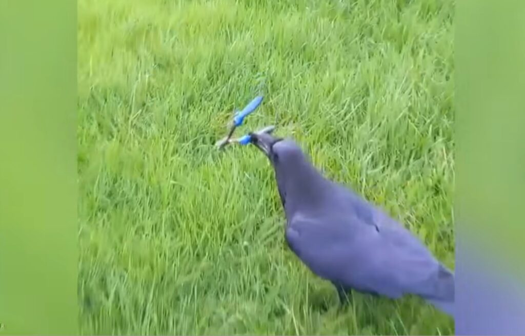 Loki stealing a clipper