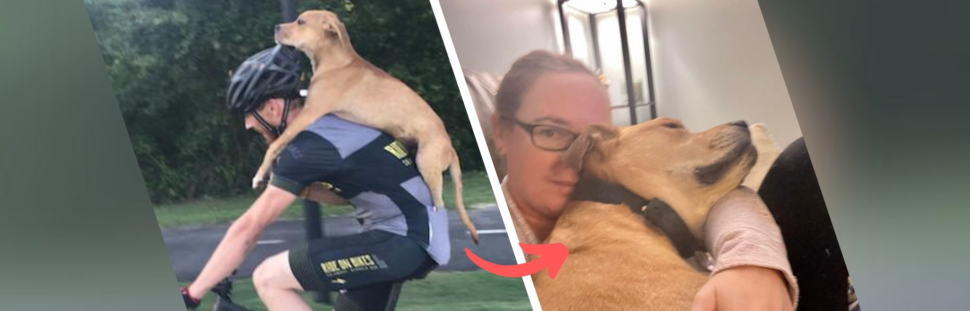 Stray Puppy Was Lost and Broken, But One Cyclist's Kindness Changed Everything featured image