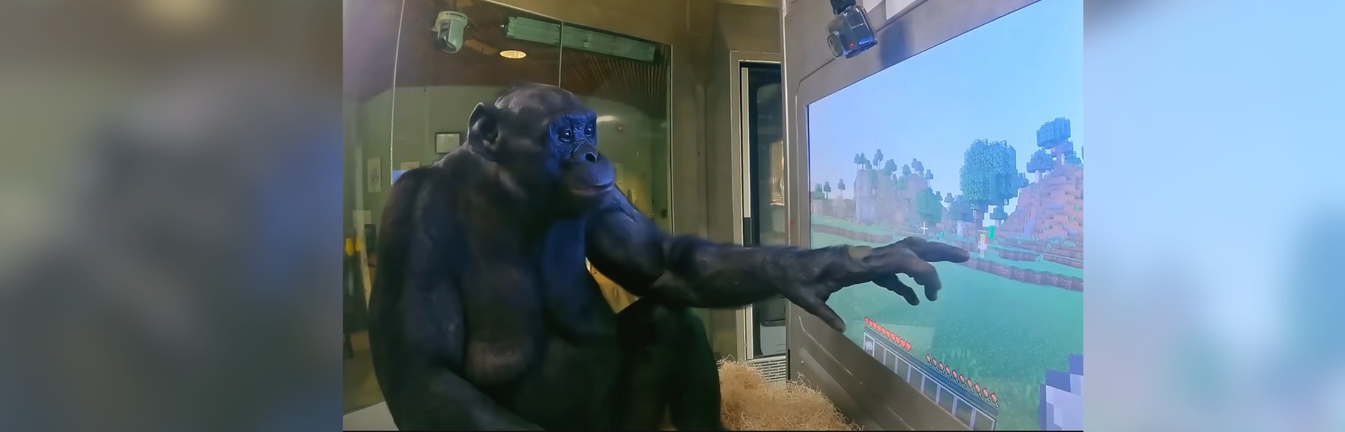 Genius Ape Conquers Video Game and Captures the Internet's Heart featured image