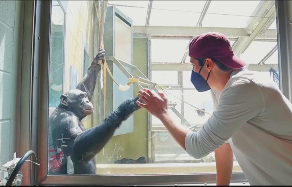 Kanzi and YouTuber ChrisDaCow 