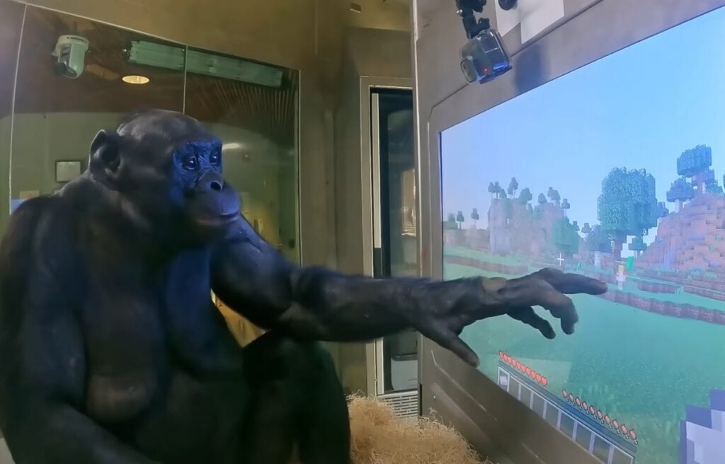 Kanzi touching the screen to play Minecraft