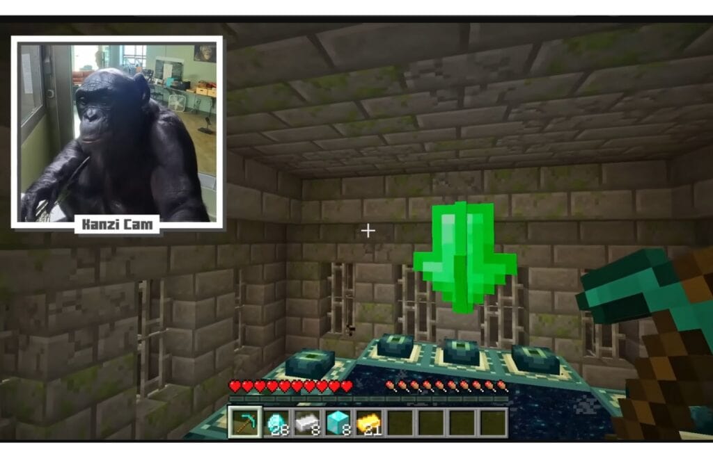 Kanzi cam while playing Minecraft