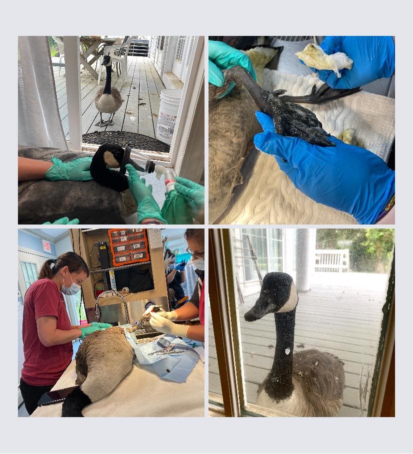 collage of medical staff treating Arnold and Amelia at the door