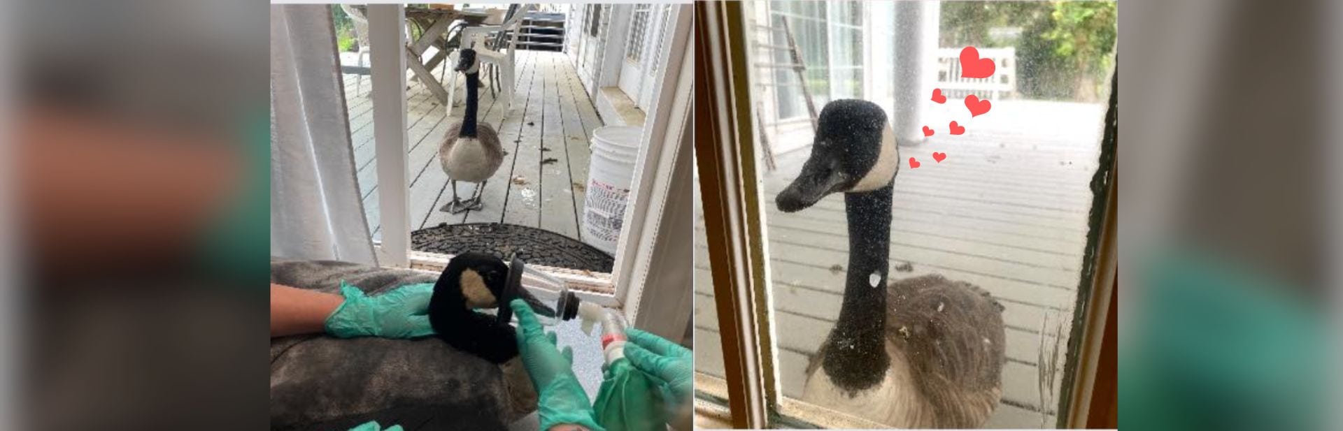 Injured Goose Gets Unwavering Support From His Devoted Partner featured image