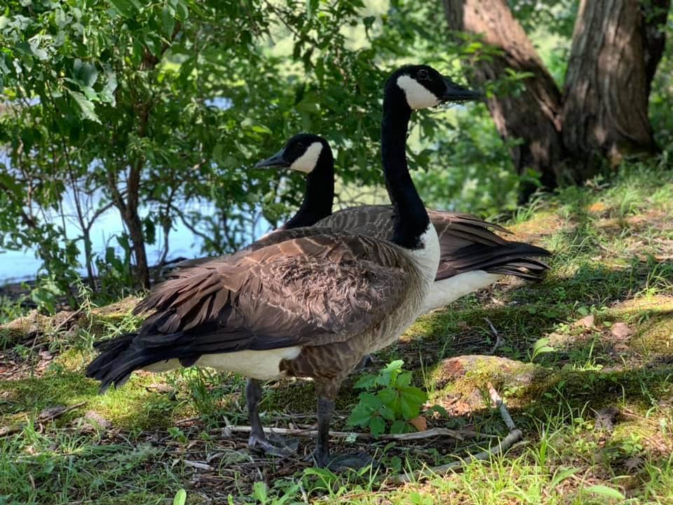 Arnold and Amelia in the wild