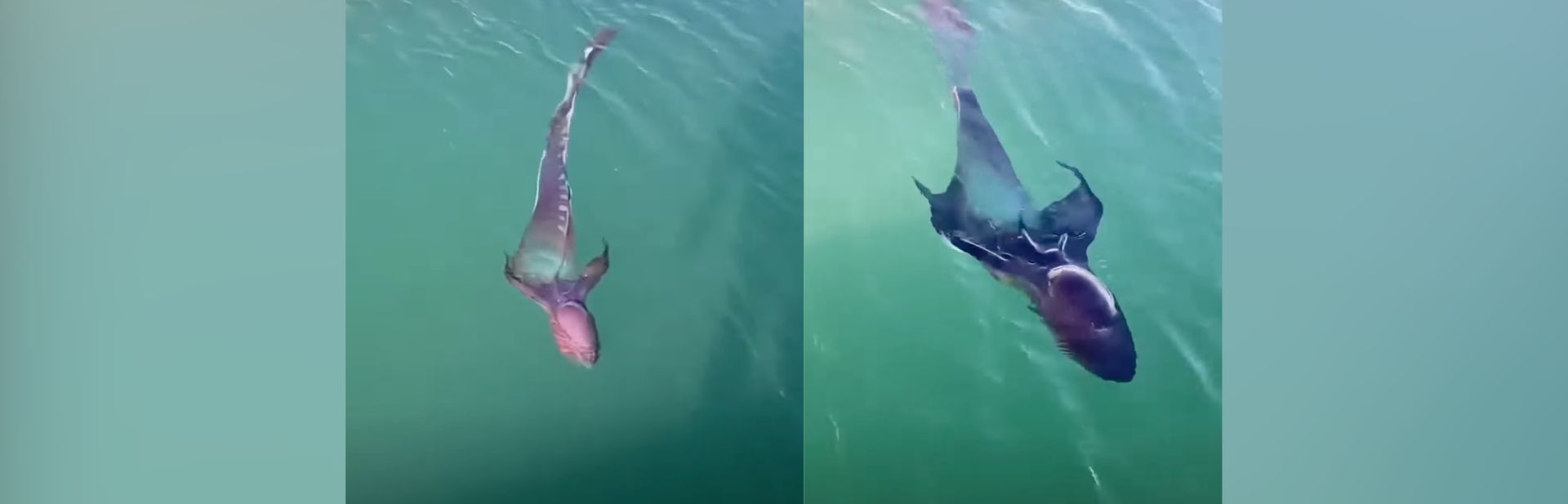 Rare Octopus Mistaken for a Piece of Fabric Floating in the Ocean featured image