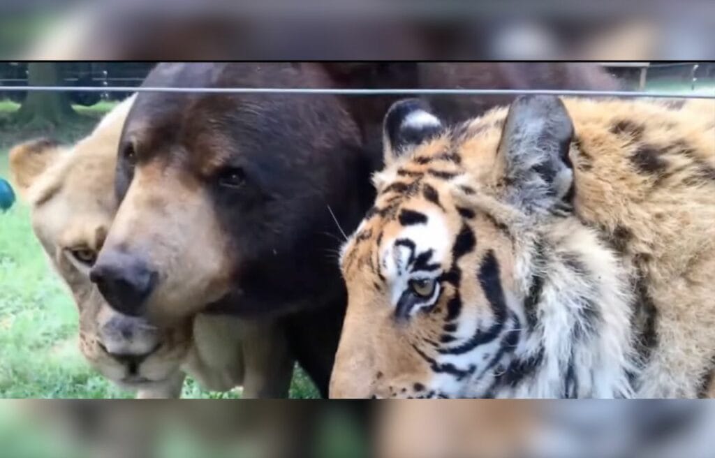 Grown up bear. lion. and tiger