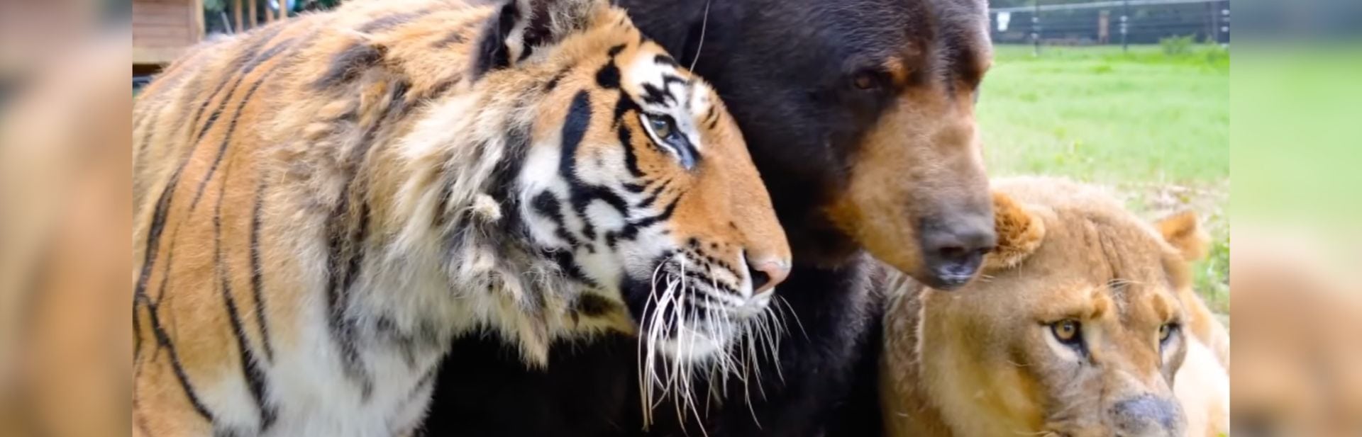 Once Captive Together, Rescued Predator Cubs Forge an Unbreakable Friendship featured image