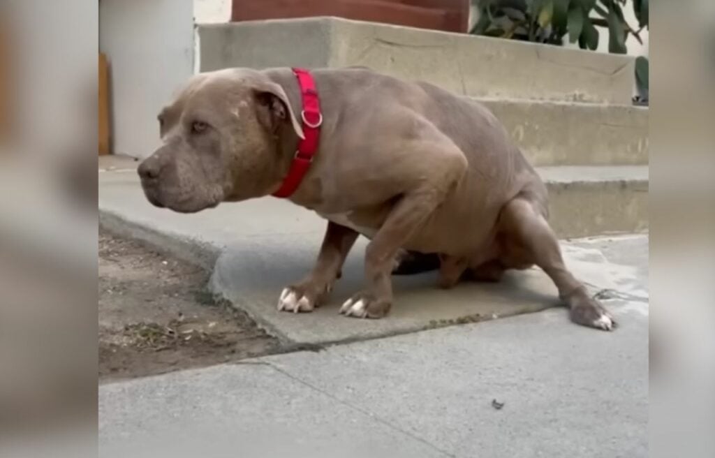 Bruno is in poor health